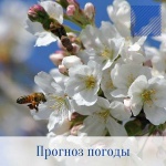 Оперативный ежедневный прогноз возможного возникновения и развития чрезвычайных ситуаций на территории Саратовской области на 27 апреля 2022 г