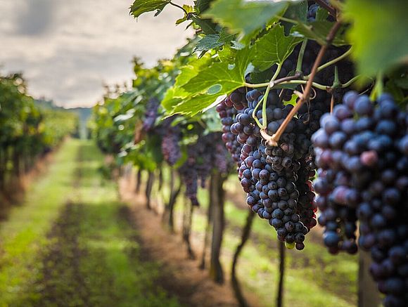 Росреестр предложил выделить специальную категорию земель под виноградарство