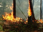 Лесные пожары возникают по вине человека