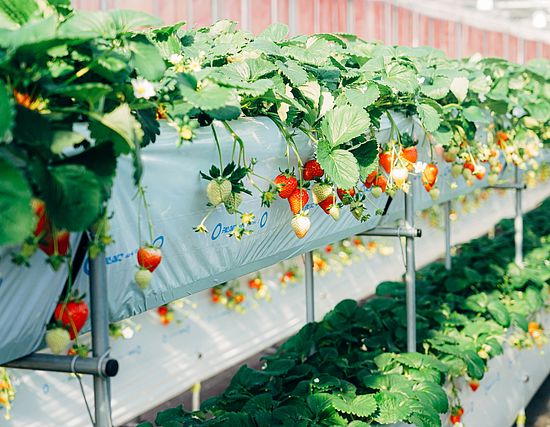 Экоклубника в Саратове: Россельхозбанк назвал победителей конкурса студенческих проектов «Агролидеры России»