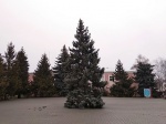 8 декабря на центральной площади р.п. Романовка установили новогоднюю ель