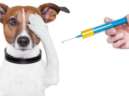 Областное государственное учреждение "Романовская районная станция по борьбе с болезнями животных" информирует население Романовского района  о проведении выездной  вакцинации против бешенства домашних плотоядных животных (кошек и собак)