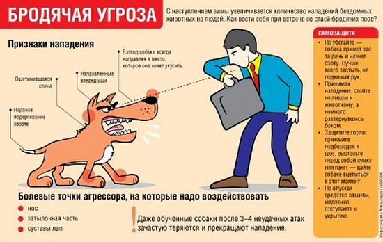 Правила поведения при встрече с собаками