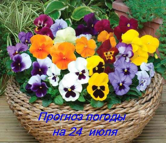 Оперативный ежедневный прогноз возможного возникновения и развития чрезвычайных ситуаций на территории Саратовской области на 24 июля 2024.