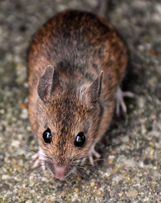 Геморрагическая лихорадка с почечным синдромом, меры профилактики