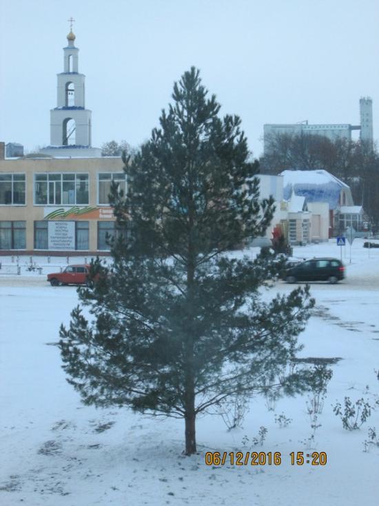 На центральной площади в р.п.Романовка установили новогоднюю елку