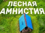 «Лесная амнистия». Итоги применения