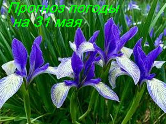 Оперативный ежедневный прогноз возможного возникновения и развития чрезвычайных ситуаций на территории Саратовской области на 31 мая 2024.