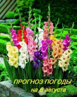 Оперативный ежедневный прогноз возможного возникновения и развития чрезвычайных ситуаций на территории Саратовской области на 06 августа 2024