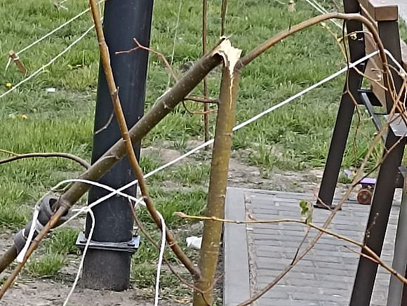 В майские выходные в Романовском центральном парке произошел возмутительный акт вандализма