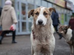 В Романовском районе начался отлов бродячих собак