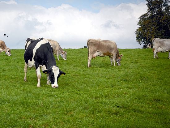 Памятка о порядке выпаса и прогона сельскохозяйственных животных на территории Саратовской области