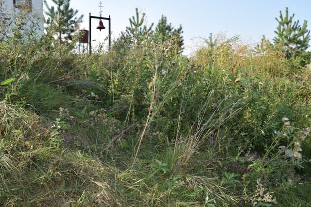 Заросший источник.jpg Заросший источник.jpg